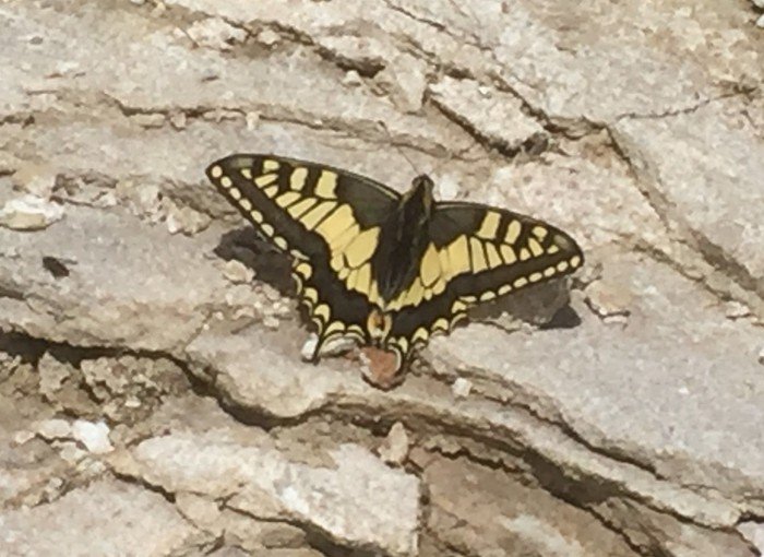 Schmetterling mit schwarz-beige gefärbten Flügeln, der auf einem Stein sitzt.