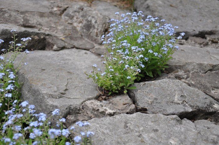 Zarte Pflänzchen mit blassblauen Blüten, die aus Spalten zwischen Gesteinsbrocken emporwachsen.